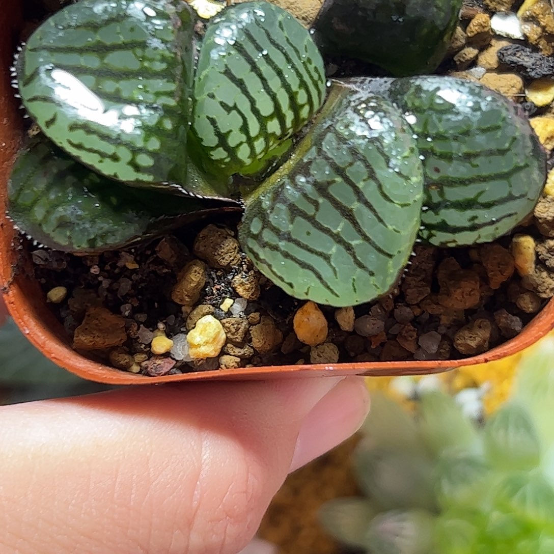 水晶魔界巨大化十二卷