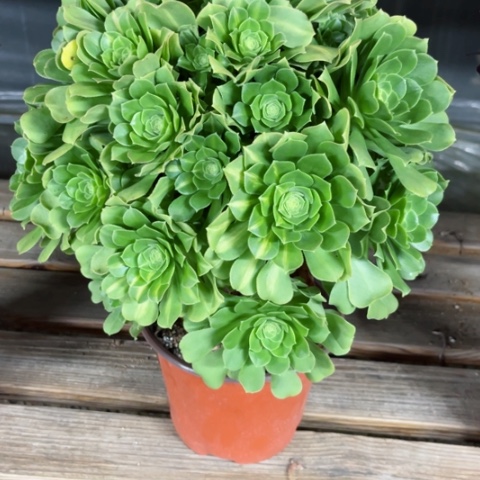 多肉植物绿杨蓉锦。