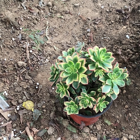 艳日飞玫瑰玫瑰玫瑰