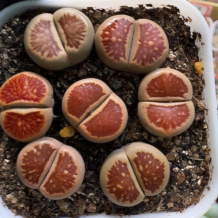 生石花111111。   362