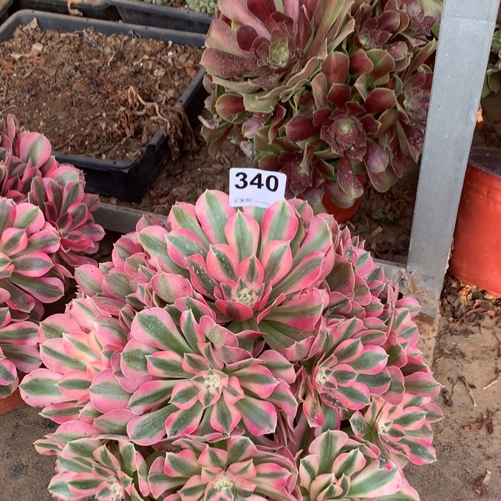 z***】340门女巫12233名