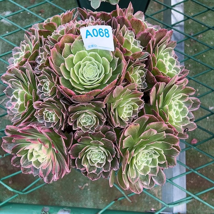 068桃美人多肉植物