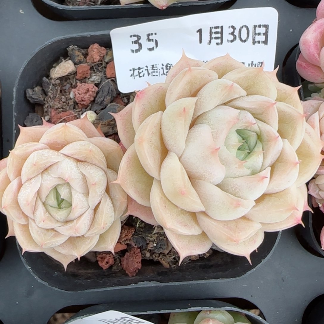 花语逸境0130-35散