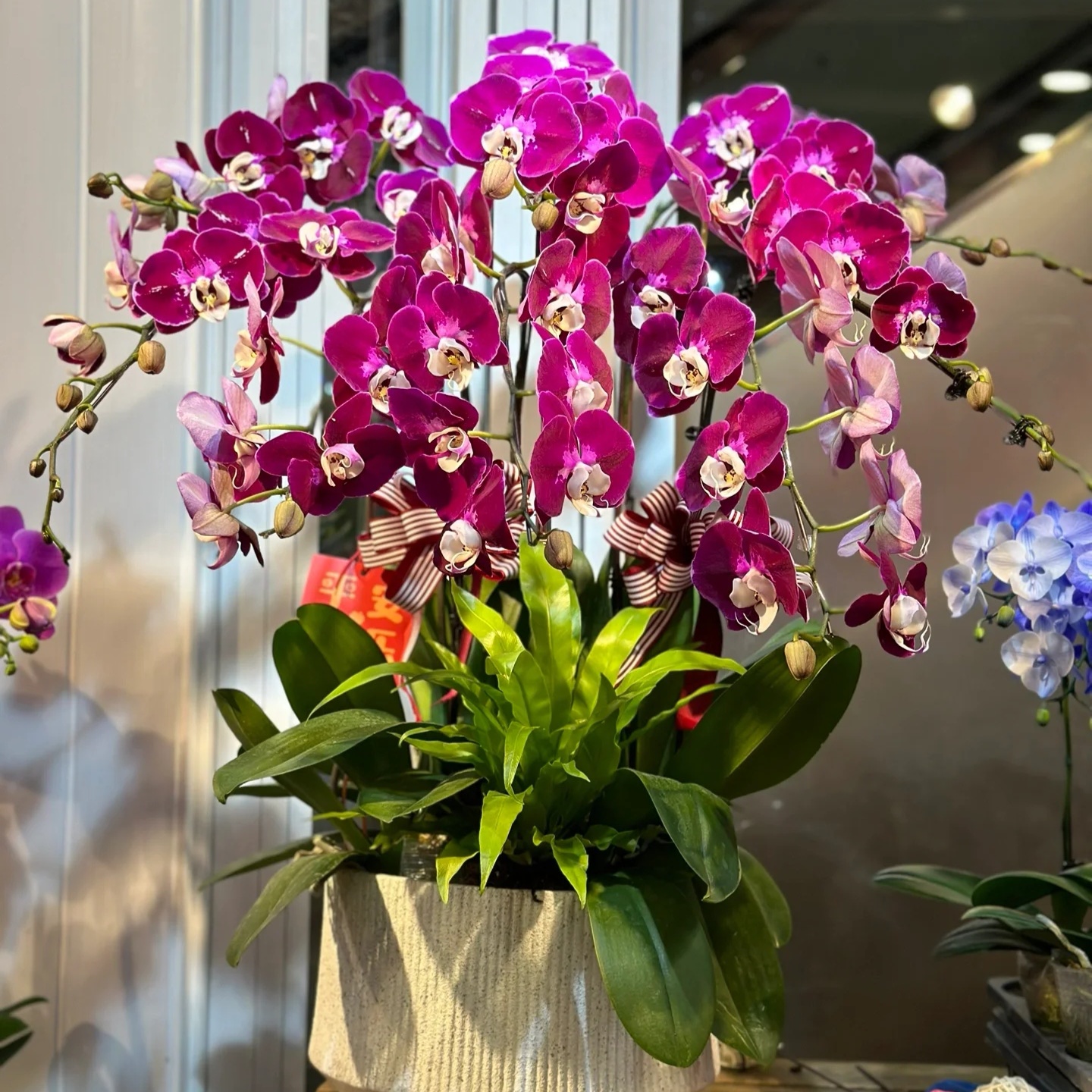 高货带剑【黑豹】2.8寸杯新手叶片瑕疵蝴蝶兰盆栽（全店满2单发货）