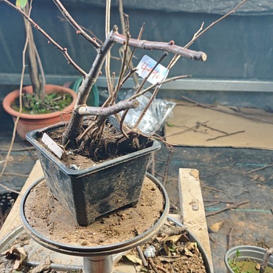 东***子无花朵漂亮好看好看好看