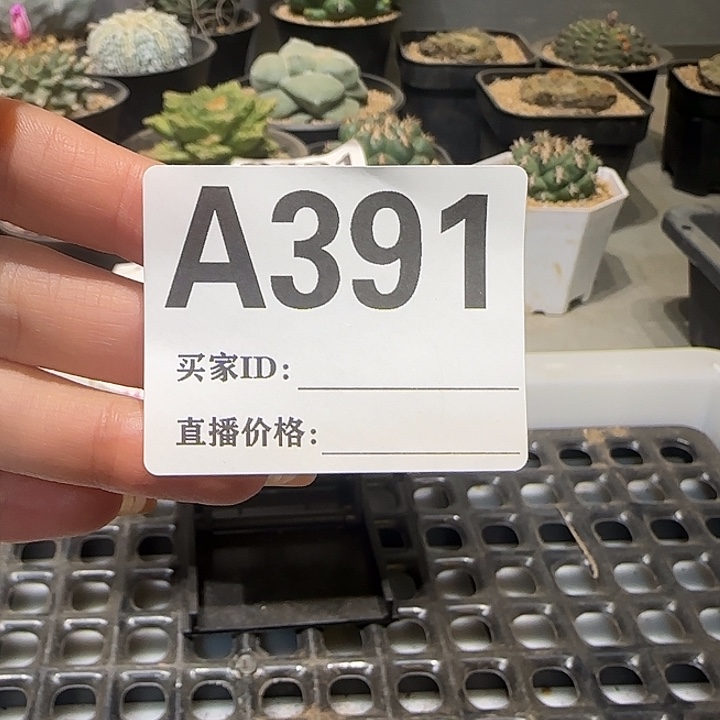 啊***董实生仙人球特价一颗