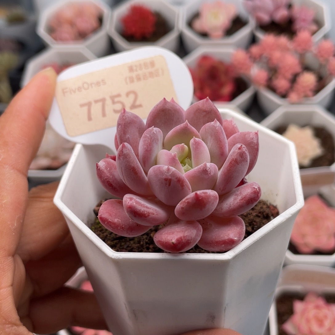 水晶琥珀7752-4.5厘米