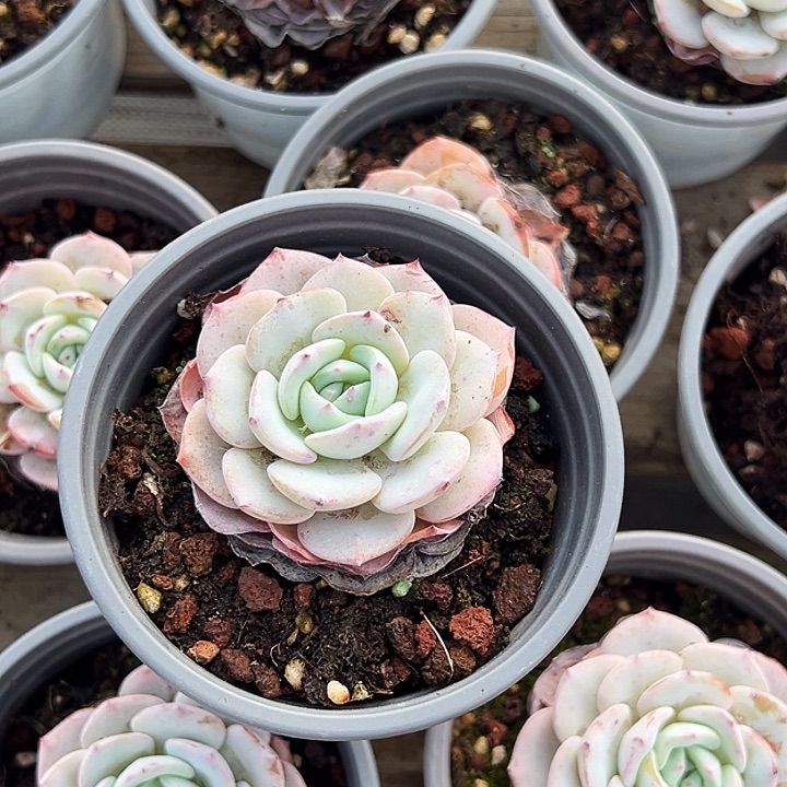 勃朗峰        福利多多