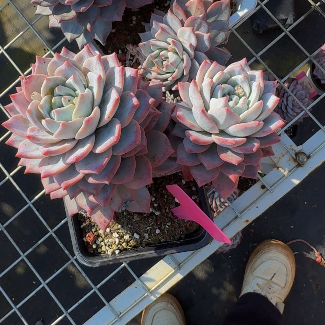 326粉蓝鸟肉肉肉肉肉