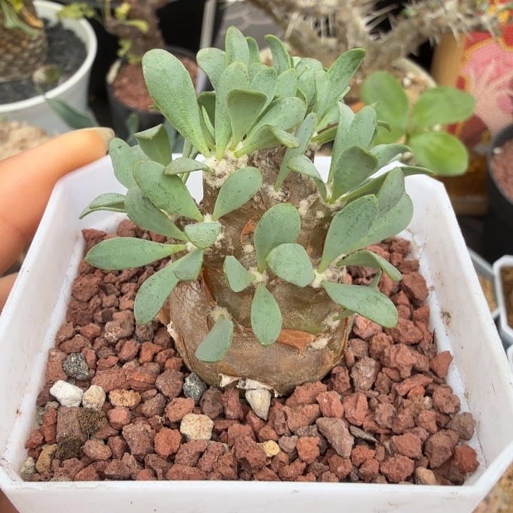 派马杂厚墩菊（满28包邮）