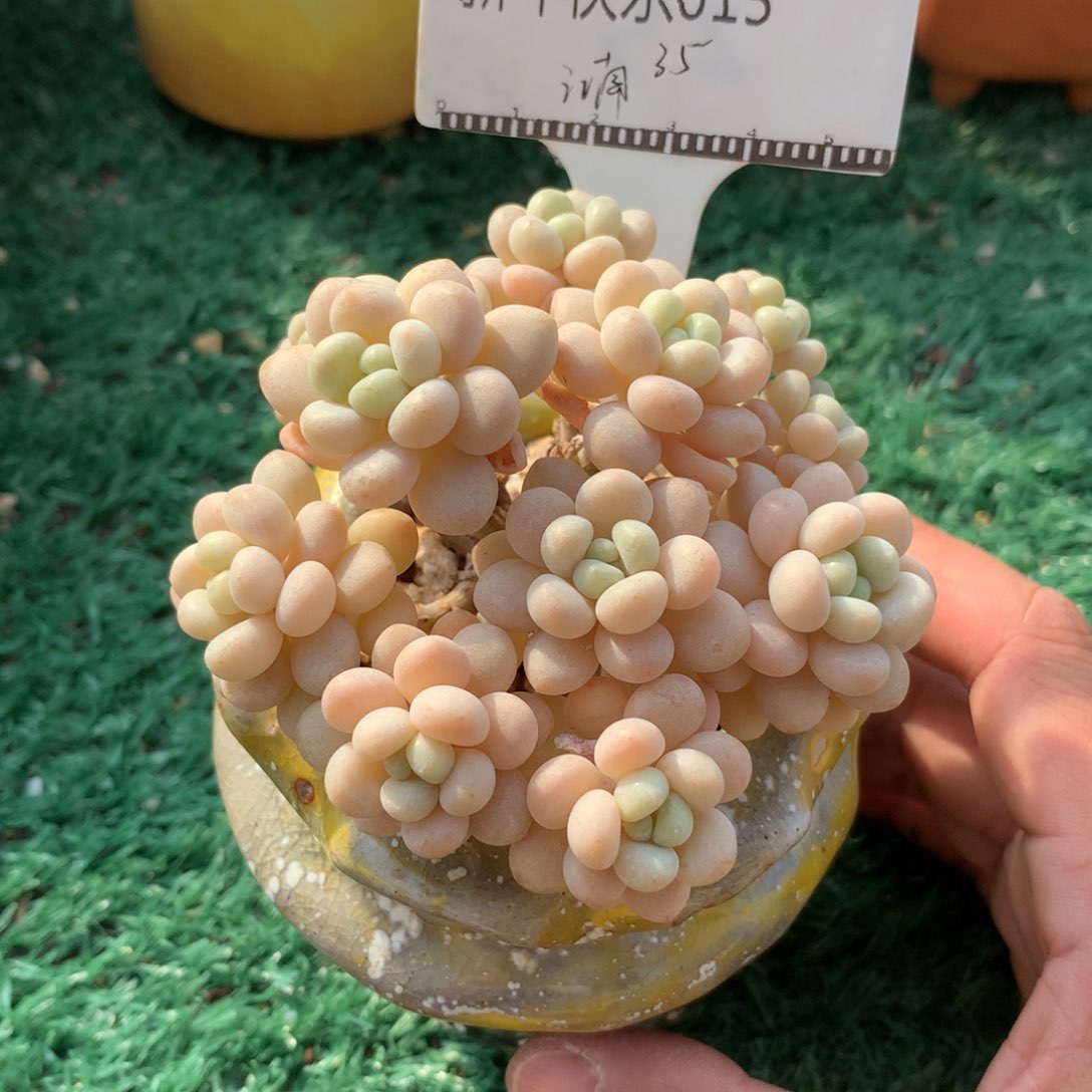 江*洛可可老桩自然群