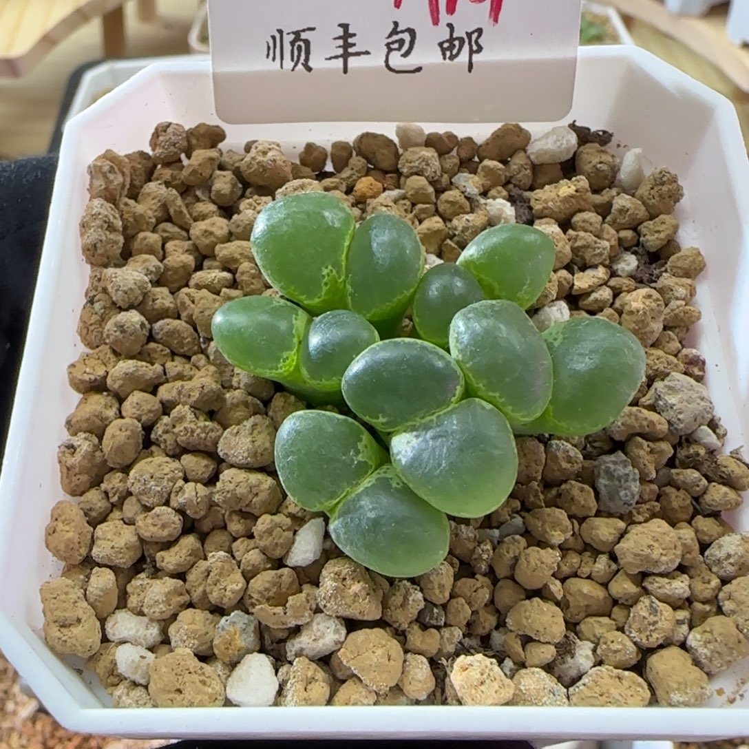 顺丰包邮一物一拍A19