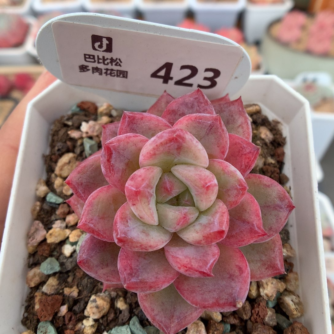 423钻石珍妮石化多肉