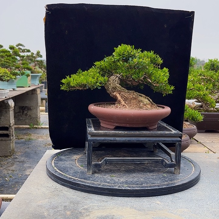 黄杨四季常青不落叶