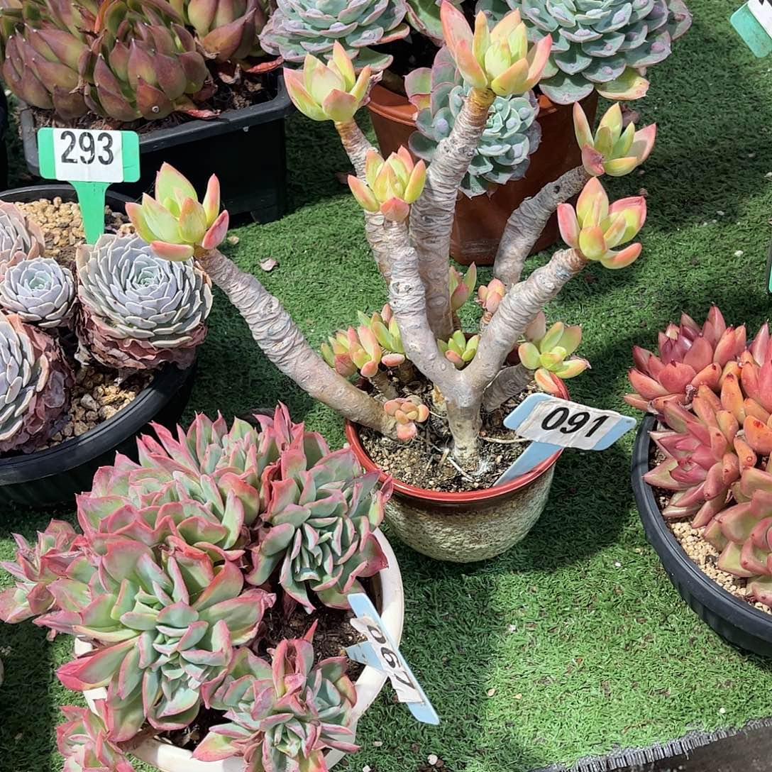V***i芒果美人多肉植物保护091