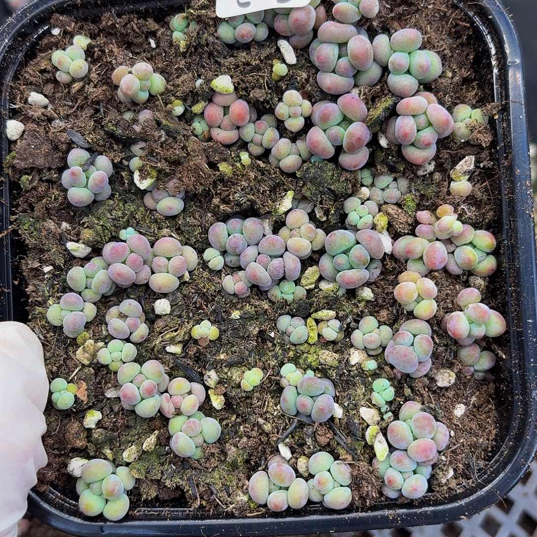 多肉植物多肉植物314