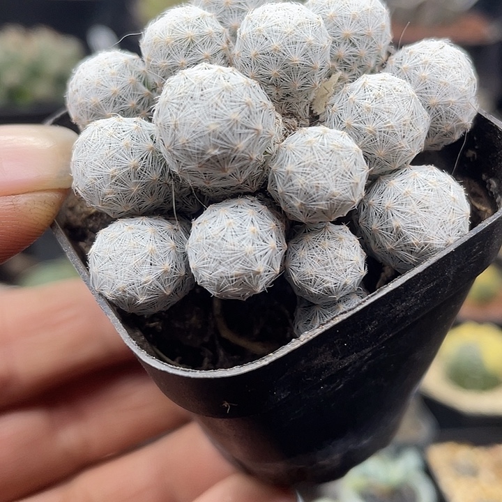 姬春星群一盆包邮