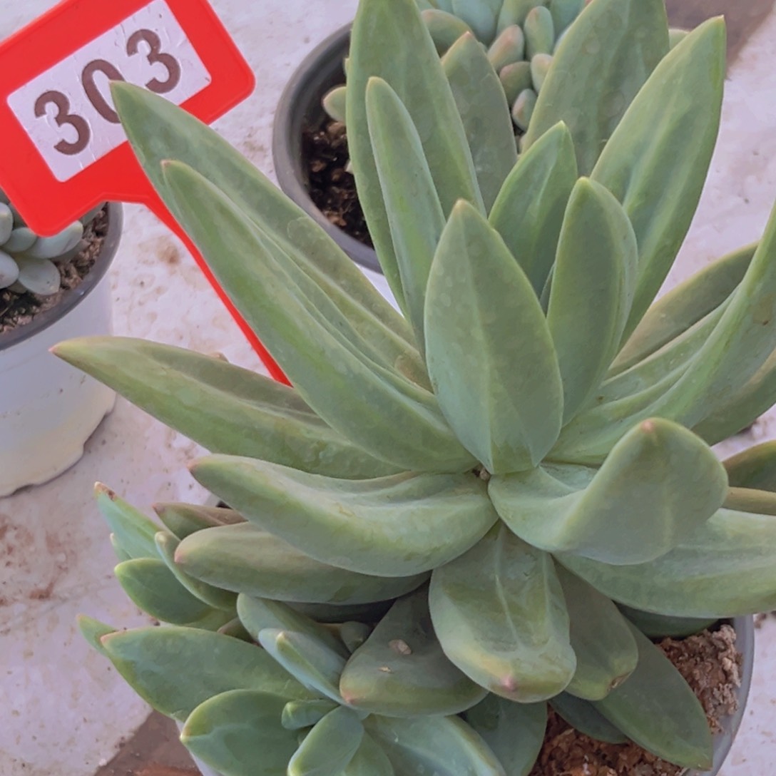 海洋之歌多肉植物303