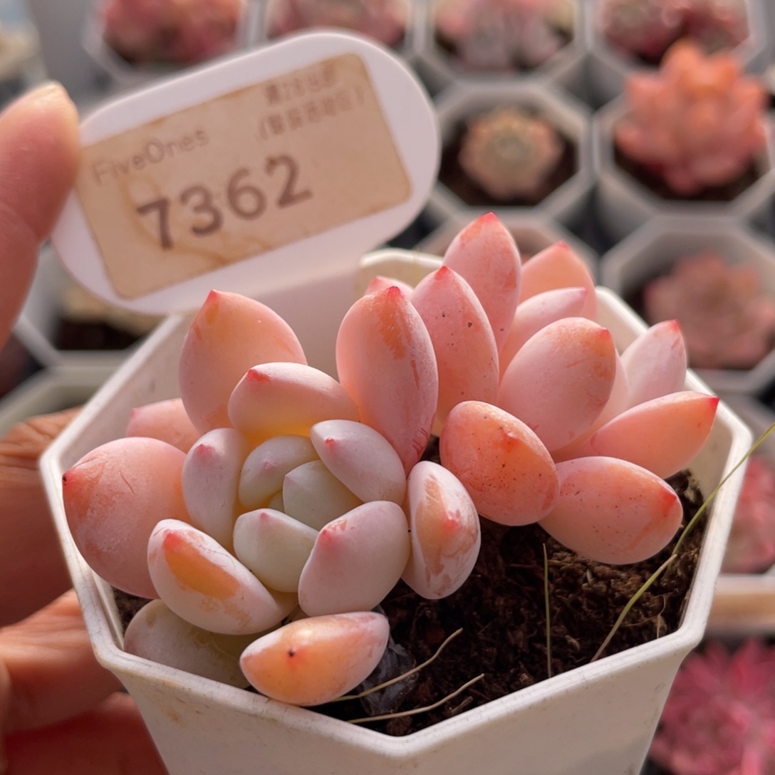 冷香7362-6.5厘米