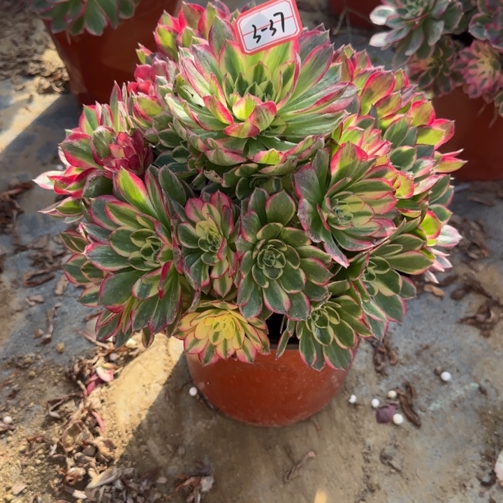 3-37海王多肉不包售后多肉