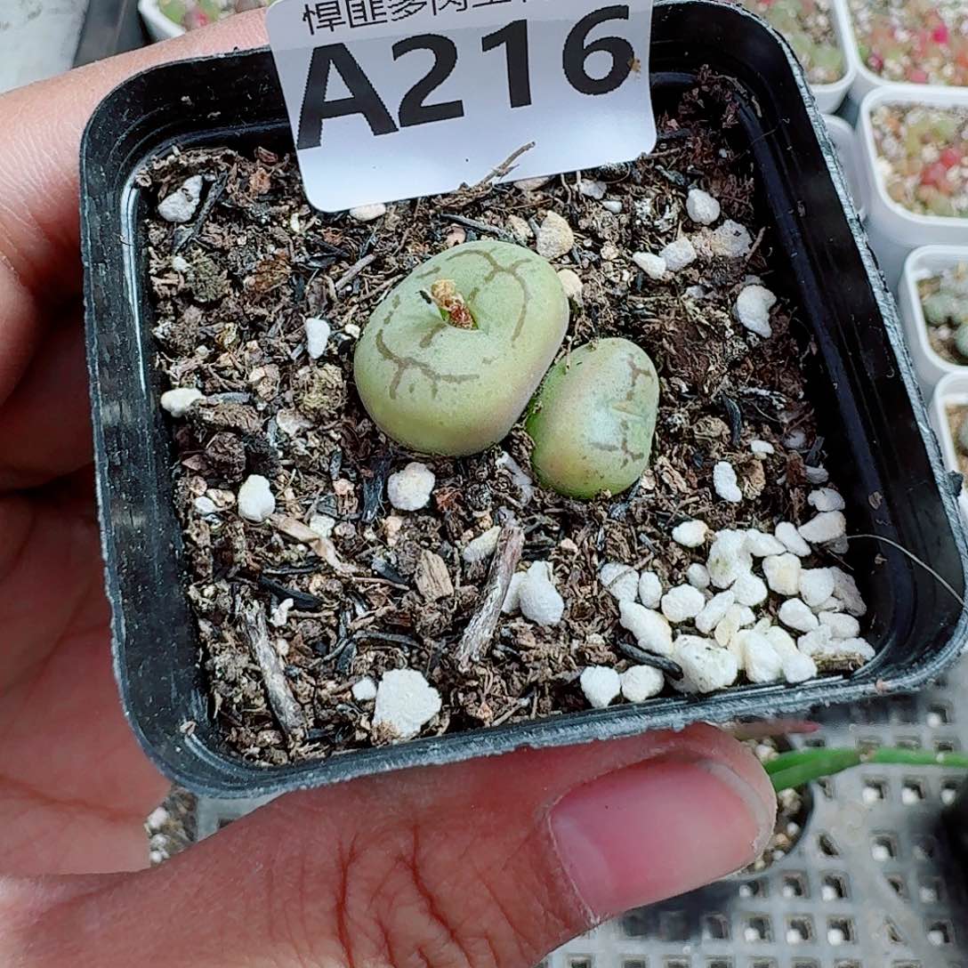 216多肉植物多肉植物