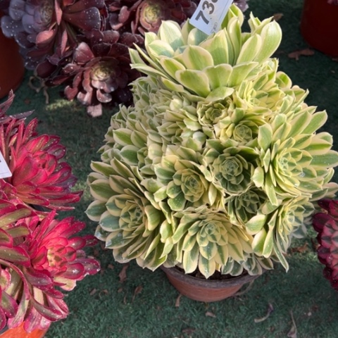 738迈巴赫手捧多肉，