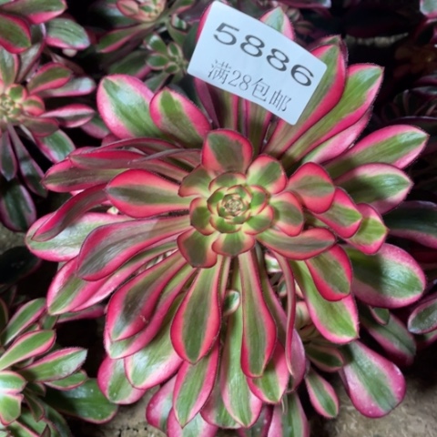 香奈多肉的5886多人