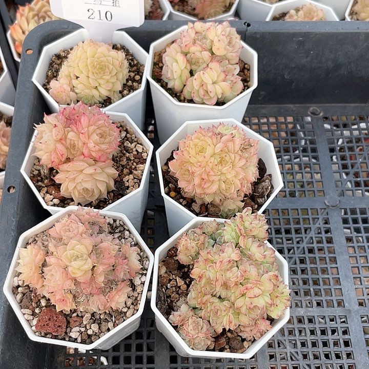 薇薇安园艺多肉210