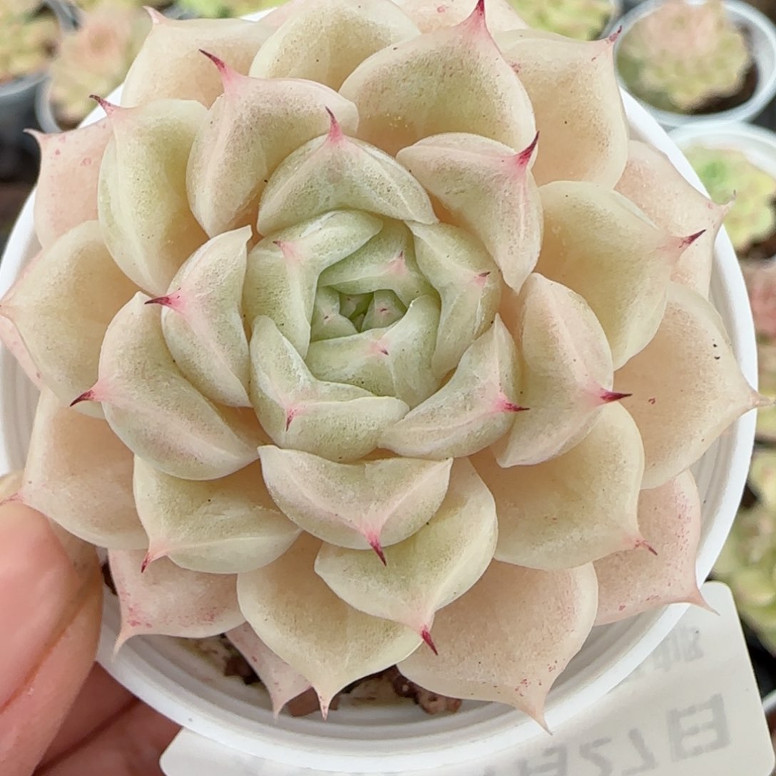 花语逸镜0127-188