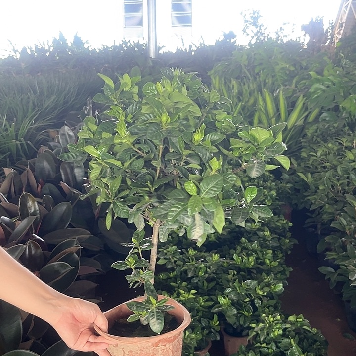 大部分花苞少量开放