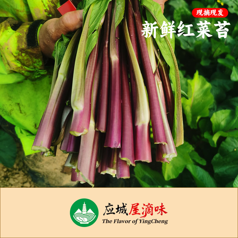 新鲜红菜苔 现摘现发嫩甜打霜蔬菜