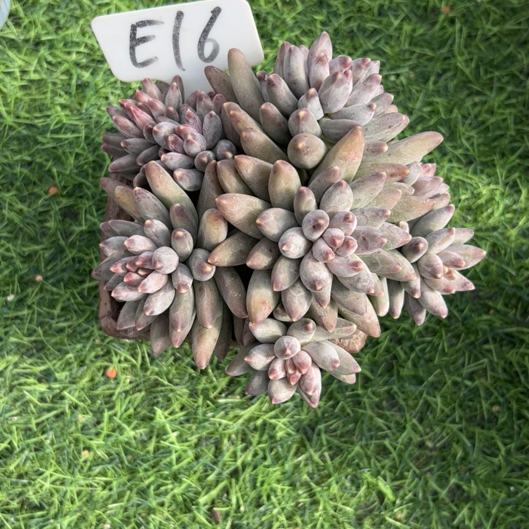 外***菜伊卡鲁斯多肉植物