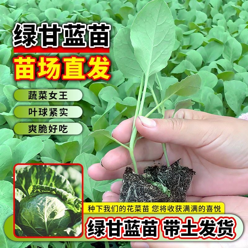 正宗绿甘蓝苗秧苗卷心菜活苗新鲜包菜脆甜四季可栽露天阳台庭院