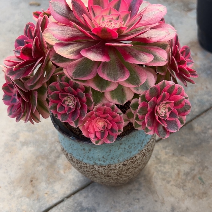 141倾城小精品18厘米左右