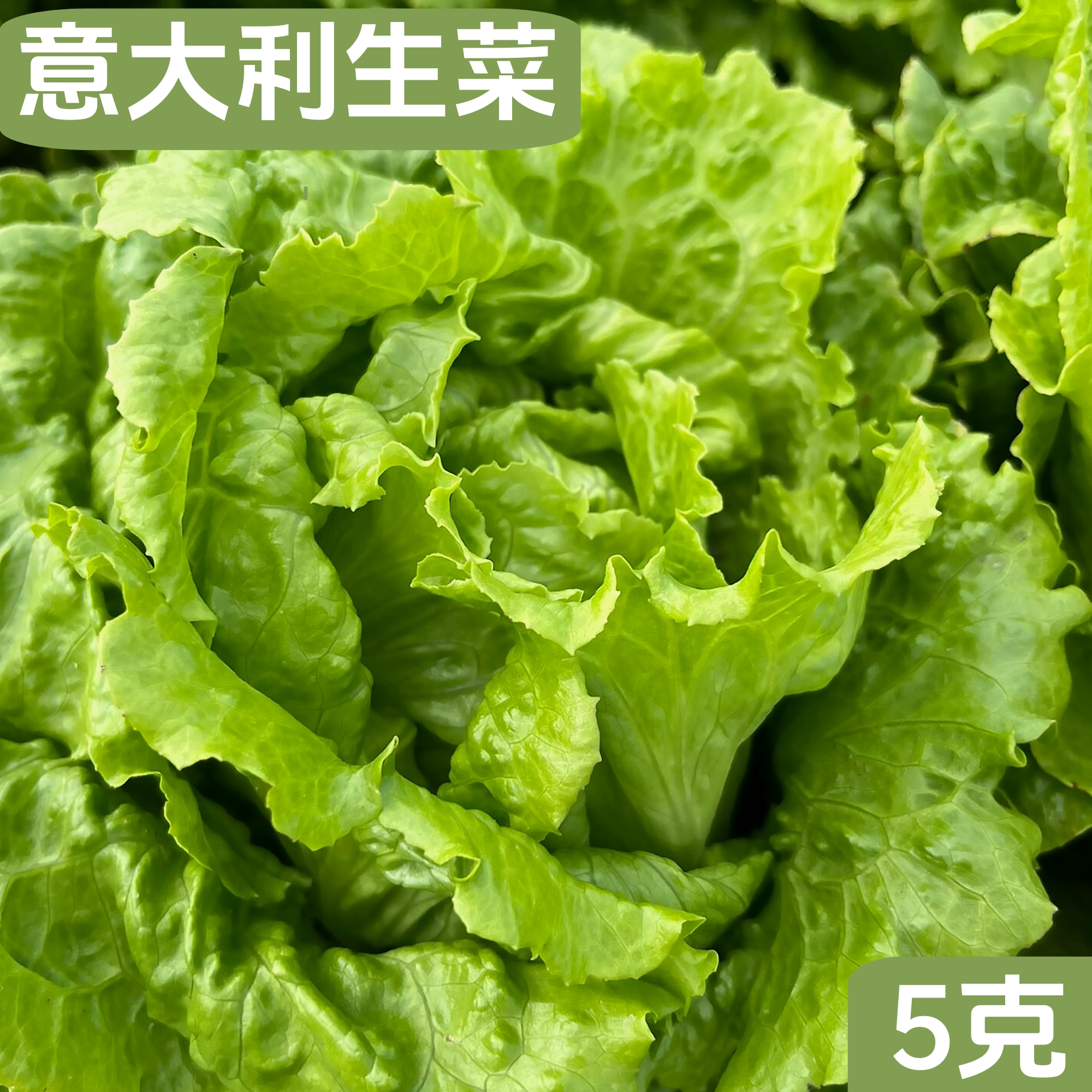 意大利生菜种子夏满园全年生菜籽抗热耐寒秋季家庭阳台小菜园种植