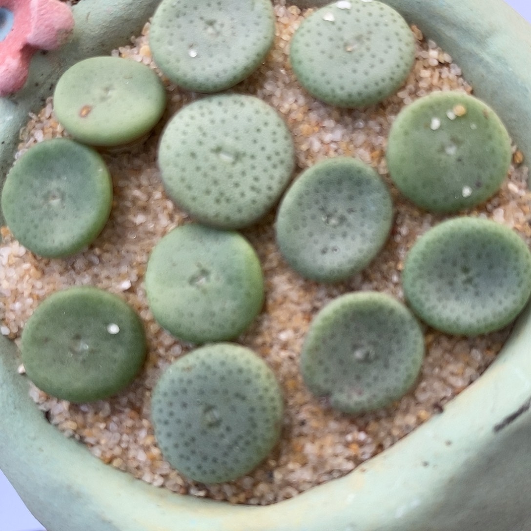 28116小酒杯一组。    