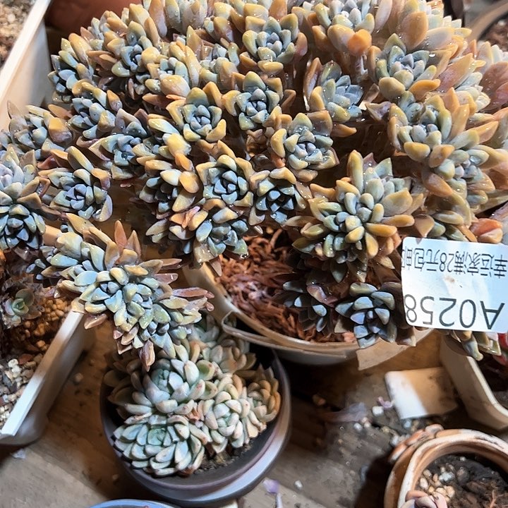 幸运的是我的朋友