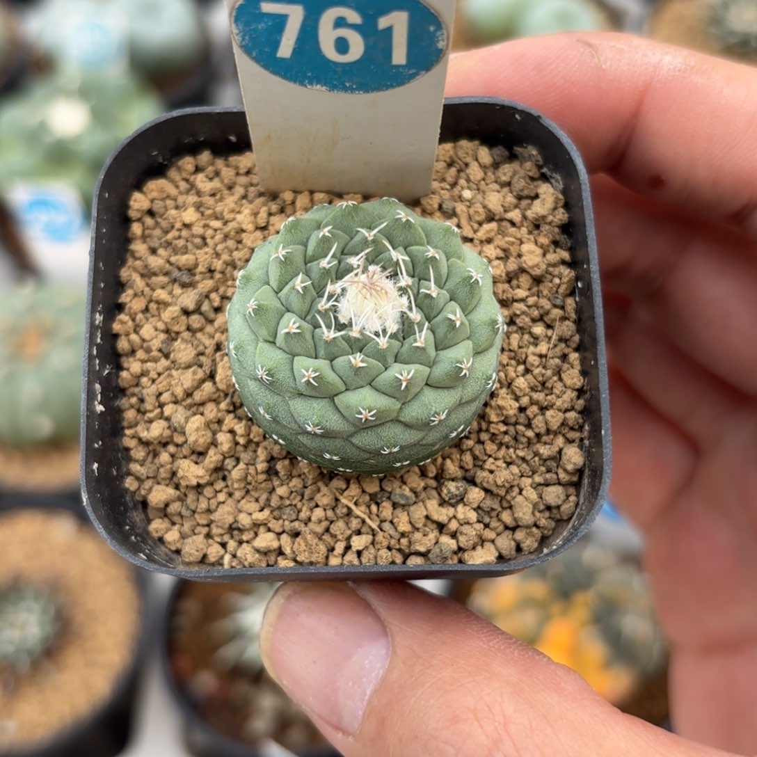 761实生菊水带盆带土发货