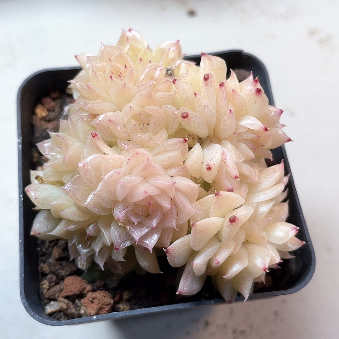 优选麦秆福利824