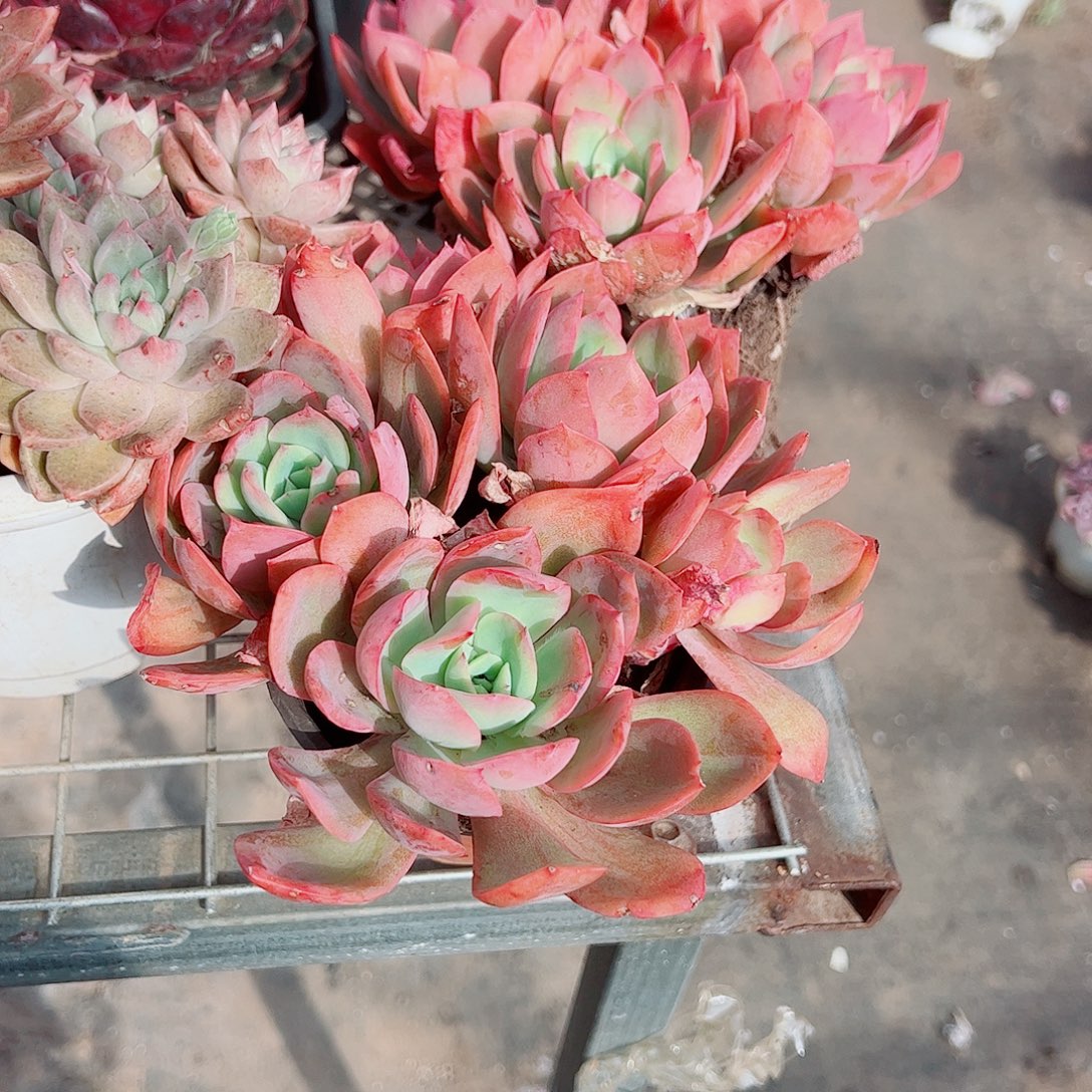 绮罗仙子多头造型二盆