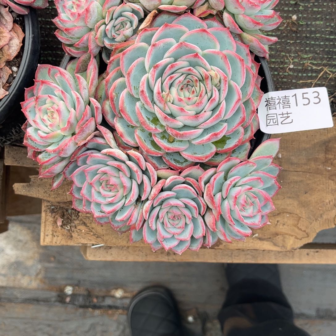姗***姗153侧影多肉植物……