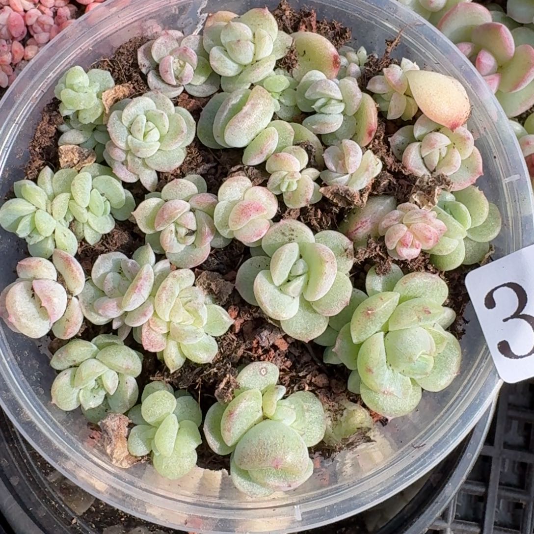 多肉植物多肉植物305