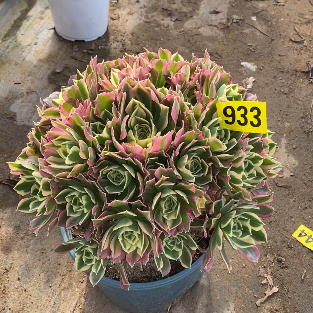 白凤多肉法师933