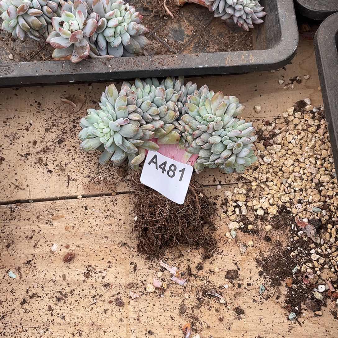 花***贝481多肉植物多肉植物