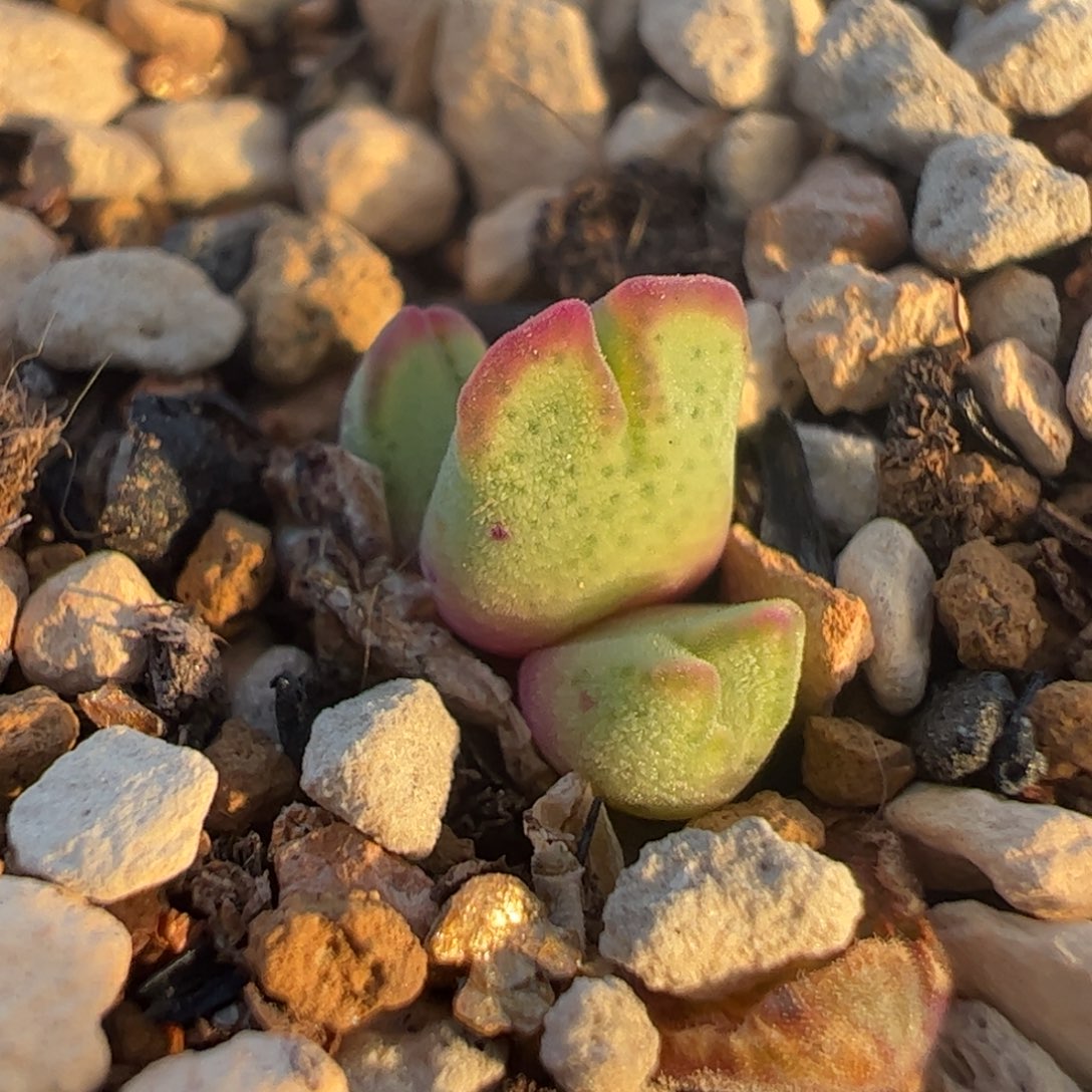 多肉植物百科1269