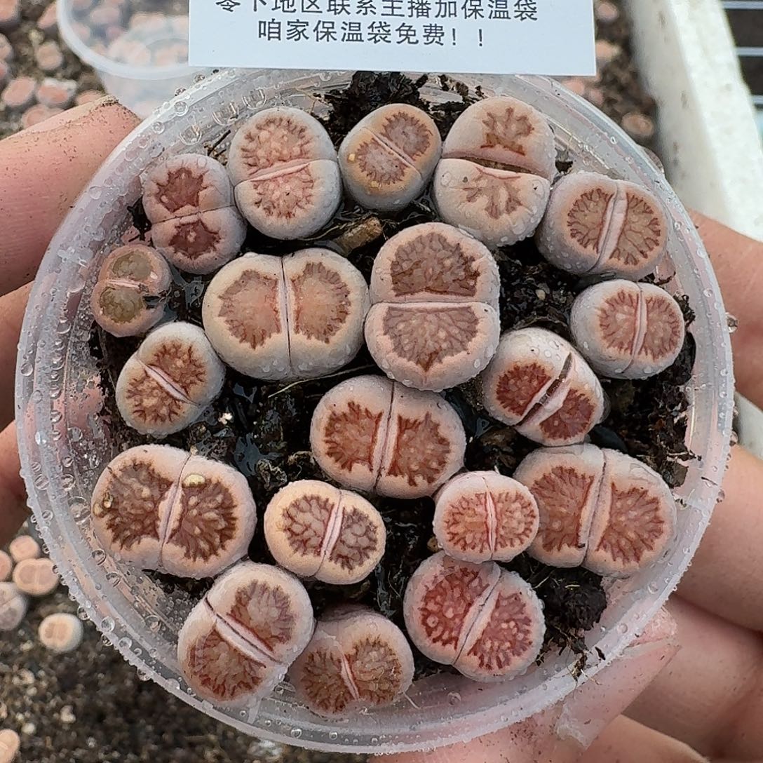 2514 哈哈哈哈哈哈哈哈