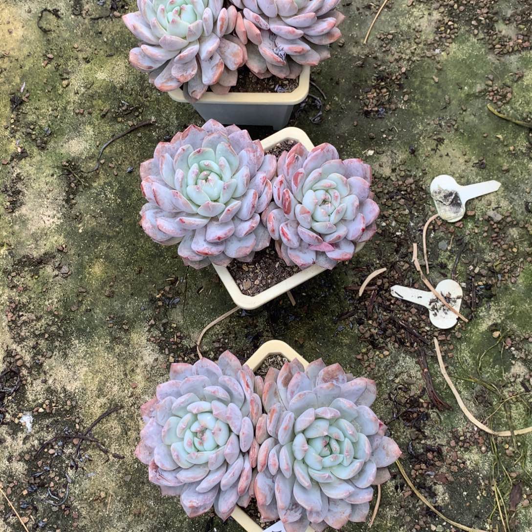 双头大橙子3颗60元