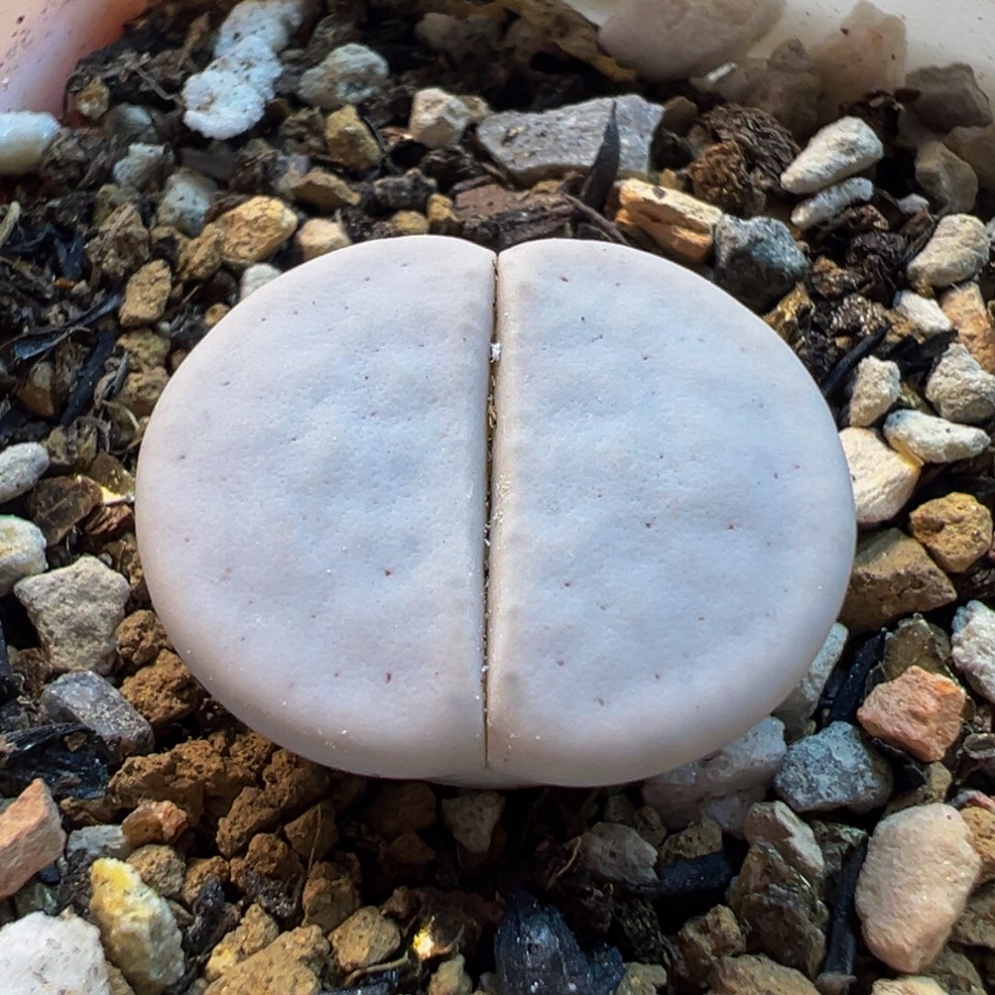 852多肉植物种类多样