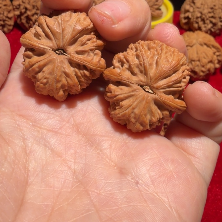 吃***惹核桃白狮子小手捻修边