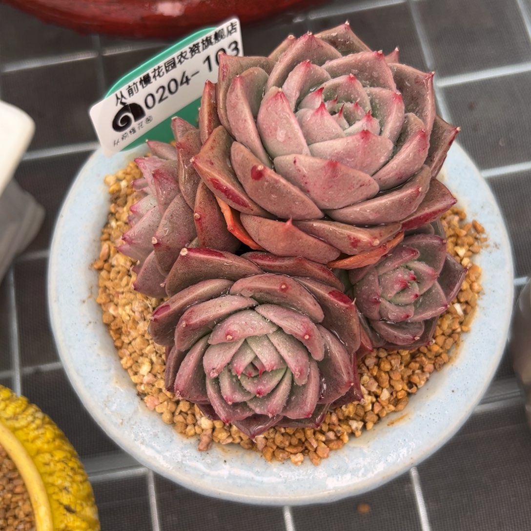 多肉一物一拍0204-103